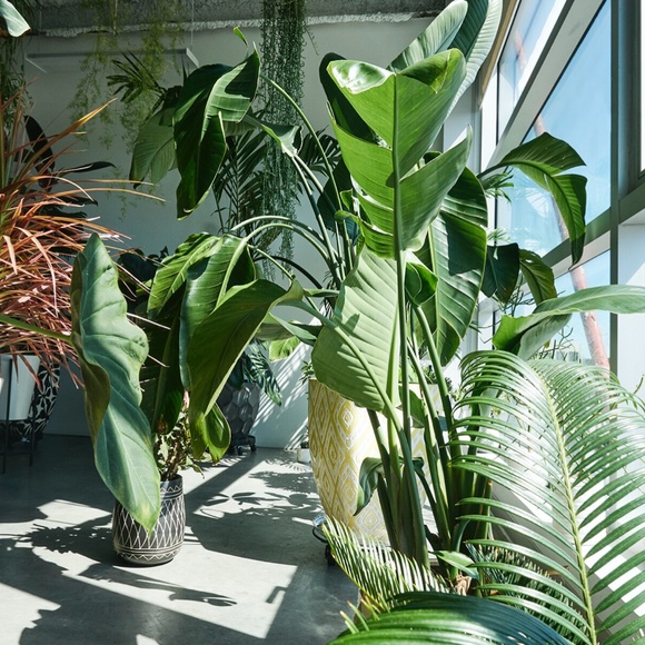 Meet your Posher, EJ - Picture 6 of 6